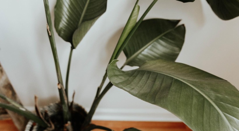 a plant in a pot on a floor